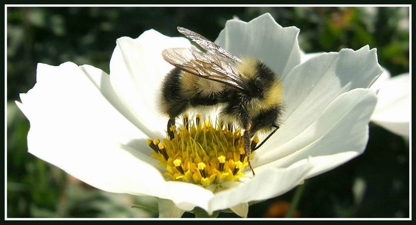 photo "***" tags: nature, insect