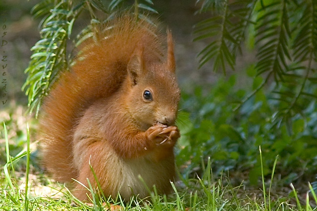 photo "A friendly stranger" tags: nature, portrait, wild animals