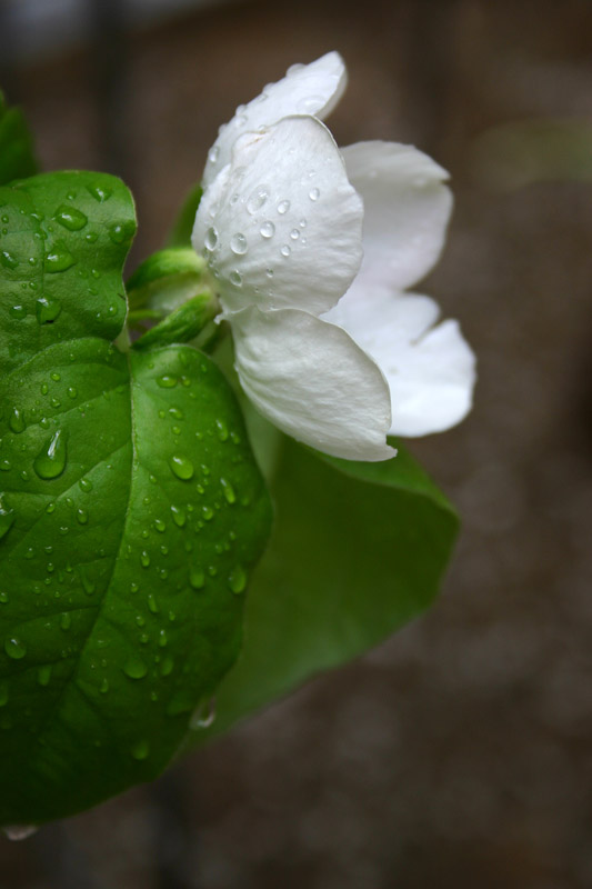 фото "Flowers" метки: природа, путешествия, 