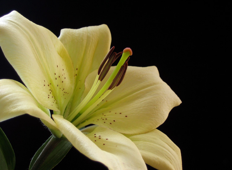 photo "Lily" tags: nature, flowers