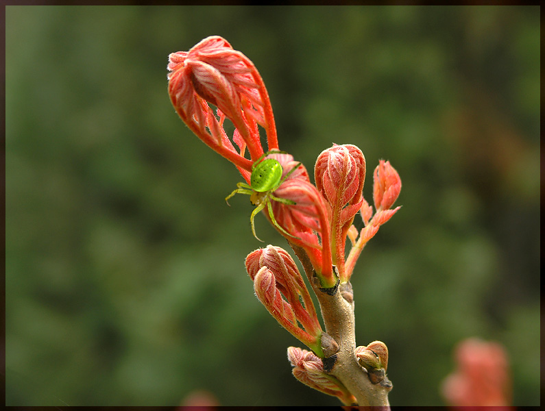 photo "Await" tags: nature, insect