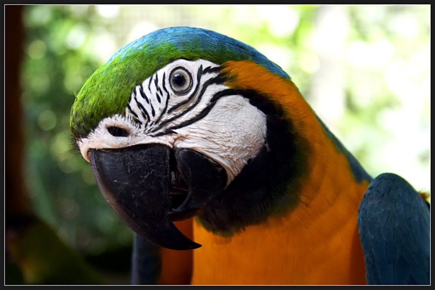 photo "Parrot" tags: travel, nature, South America, wild animals