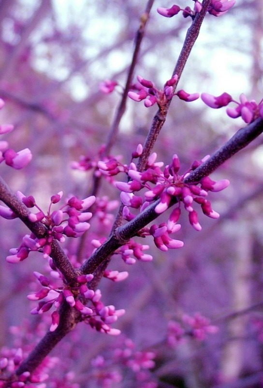 фото "Pink on Pink" метки: природа, пейзаж, весна, цветы