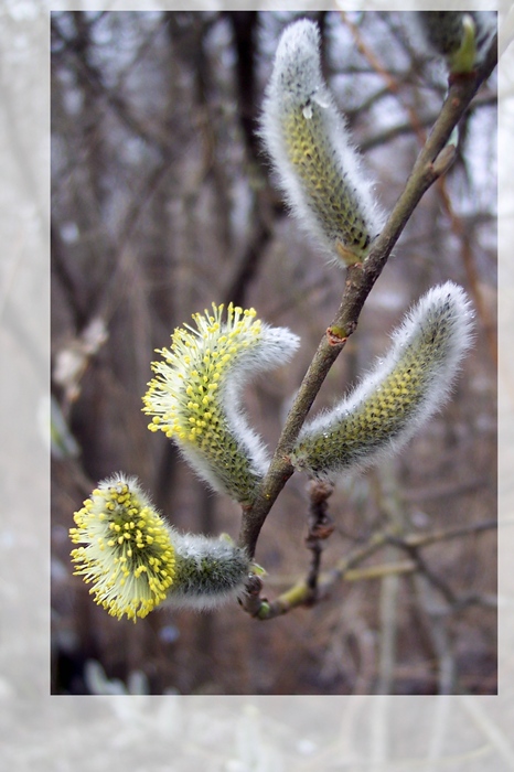 photo "It's spring! (3)" tags: landscape, nature, flowers, spring