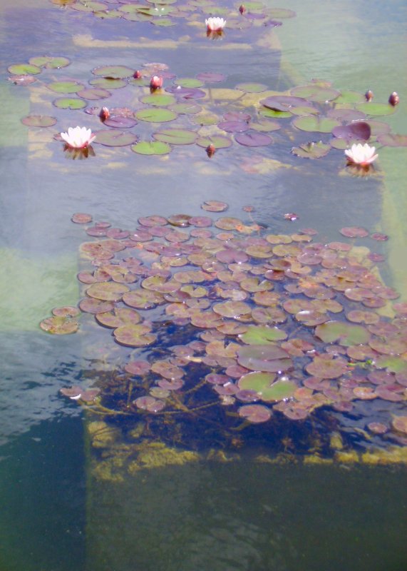 photo "Water lilys" tags: nature, flowers