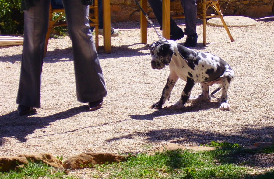 photo "little dog with personality" tags: nature, pets/farm animals