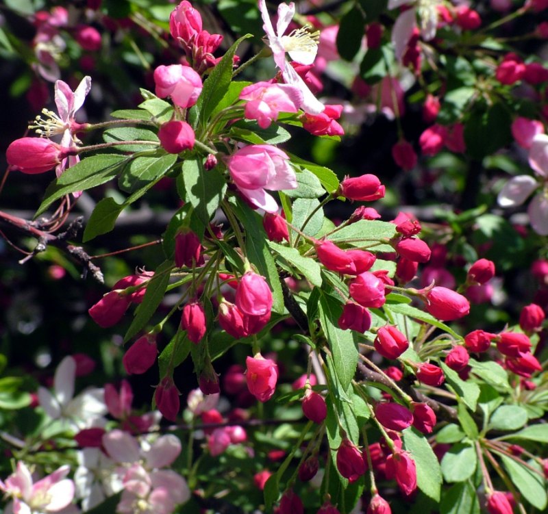 photo "Before they Blossomed" tags: landscape, nature, flowers, spring