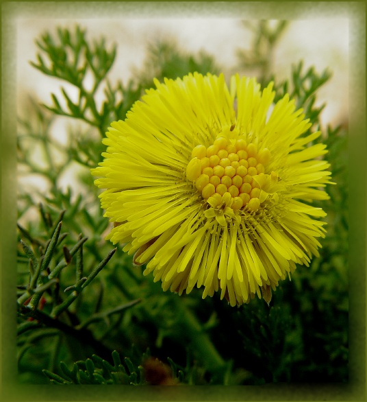 photo "***" tags: macro and close-up, nature, flowers