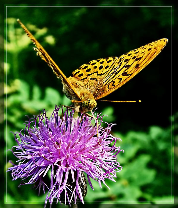 photo "V - shaped." tags: macro and close-up, nature, insect