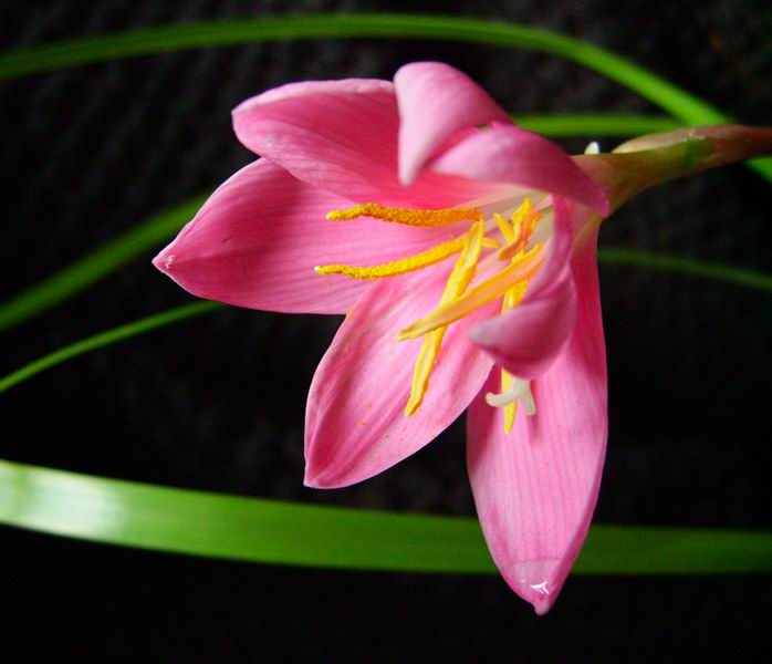 photo "***" tags: macro and close-up, nature, flowers