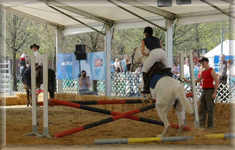 photo "ready to jump" tags: nature, sport, pets/farm animals