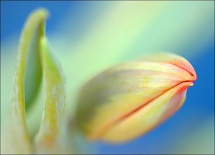 photo "***" tags: nature, flowers