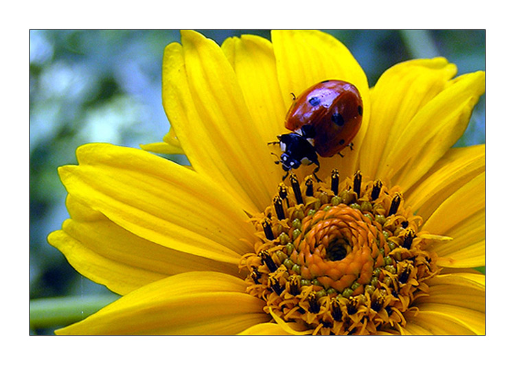 photo "***" tags: macro and close-up, nature, insect