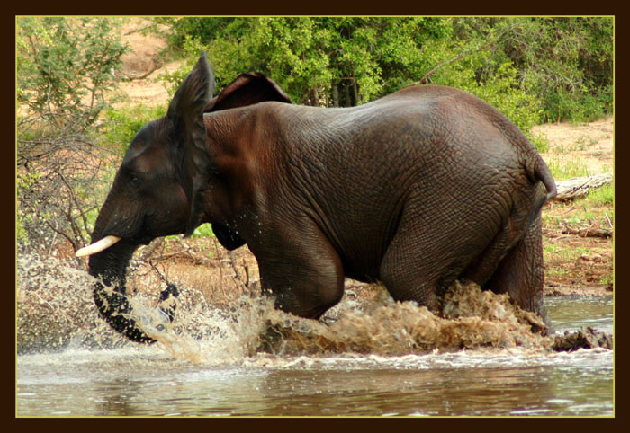 photo "Running Elephant" tags: nature, wild animals