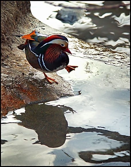 photo "I do not wish to float! :)" tags: nature, wild animals
