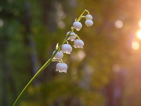 фото "апрель" метки: пейзаж, природа, весна, цветы