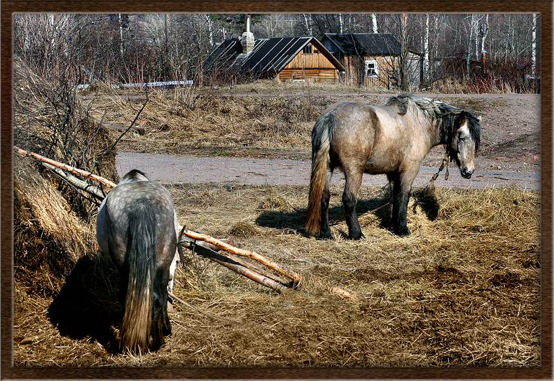 фото "The heart of the country" метки: пейзаж, природа, весна, домашние животные