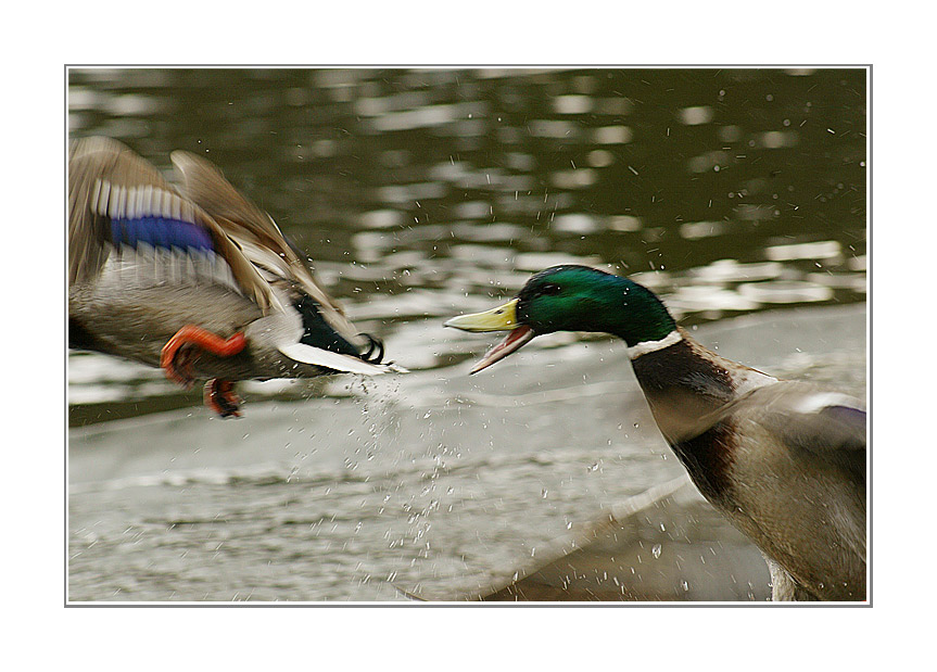 фото "..." метки: природа, дикие животные