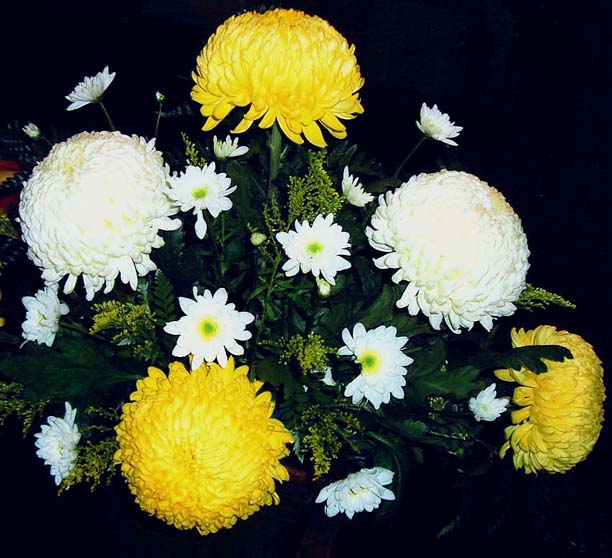 фото "" Chrysanthemums "" метки: макро и крупный план, природа, цветы