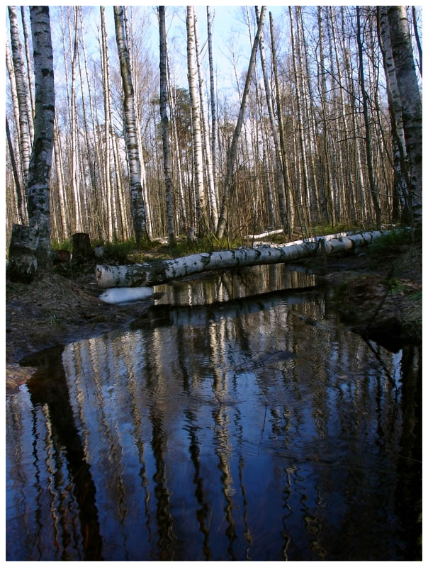 photo "***" tags: landscape, forest, spring