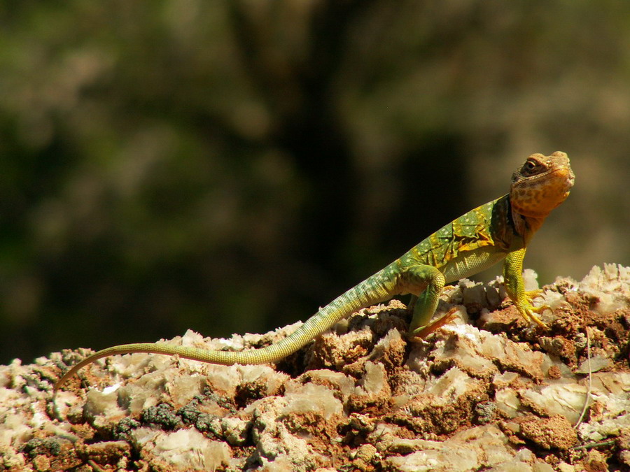 photo "mountain owner" tags: nature, travel, North America, wild animals