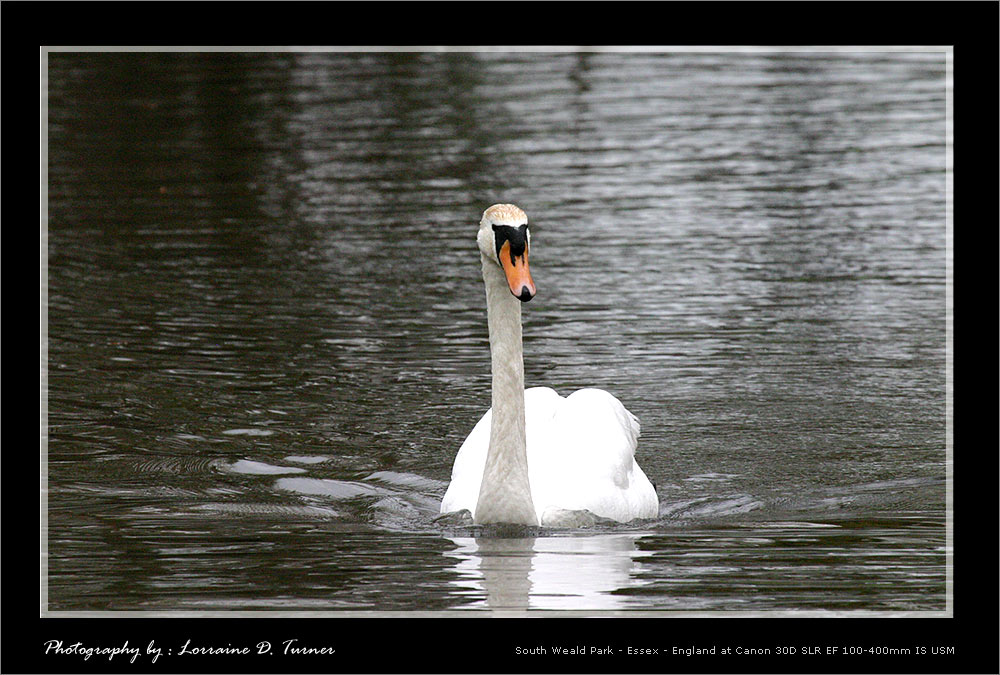 photo "Peaceful Elegance" tags: travel, nature, Europe, wild animals