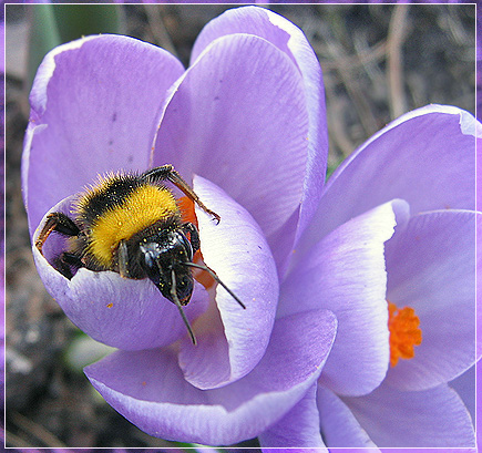 photo "***" tags: nature, insect