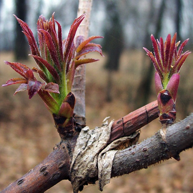 photo "It's spring! (4)" tags: landscape, nature, flowers, spring