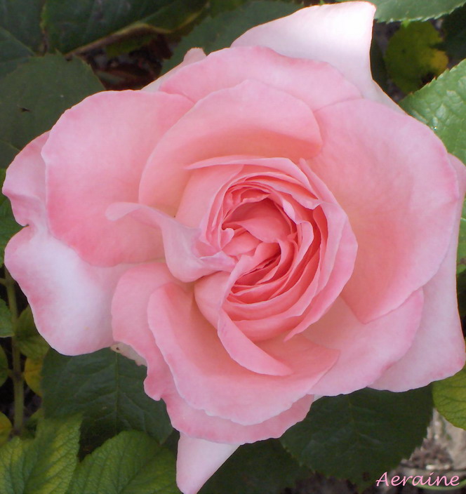 photo "A new heart." tags: nature, macro and close-up, flowers