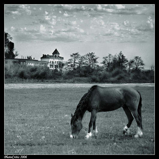 photo "***" tags: landscape, nature, clouds, pets/farm animals