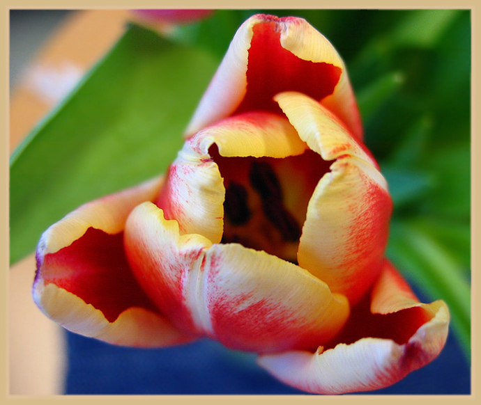 photo "Spring mood" tags: nature, macro and close-up, flowers