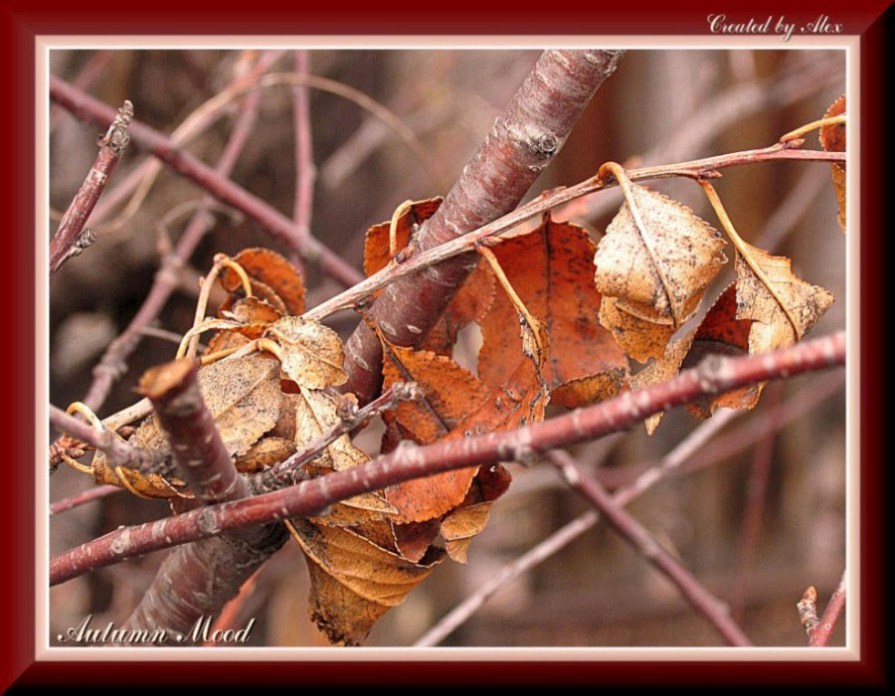 фото "Autumn Mood" метки: макро и крупный план, жанр, 