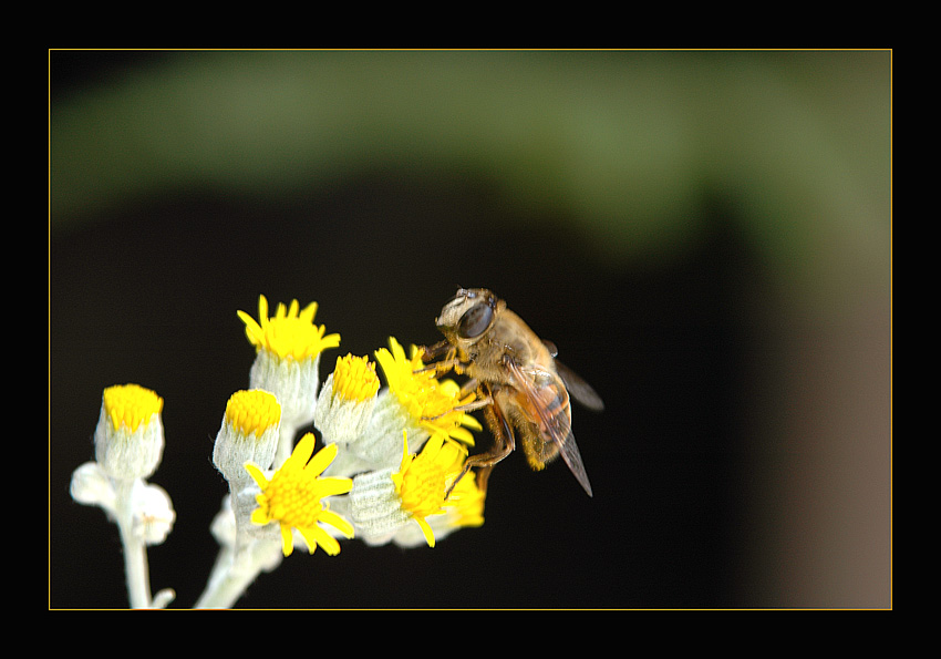 фото "Brundle Fly" метки: природа, насекомое, цветы