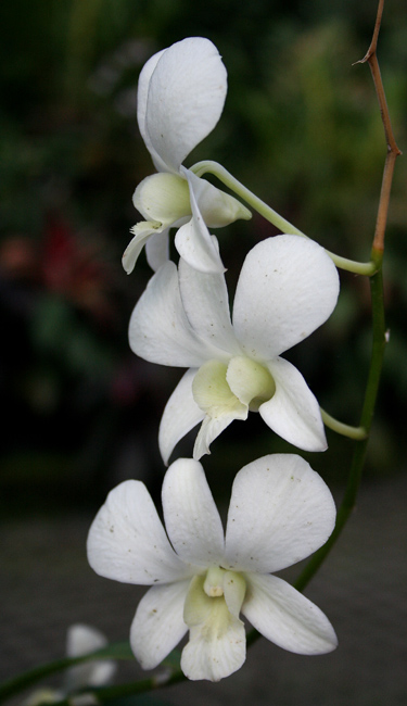 фото "веточка орхидеи" метки: природа, макро и крупный план, цветы