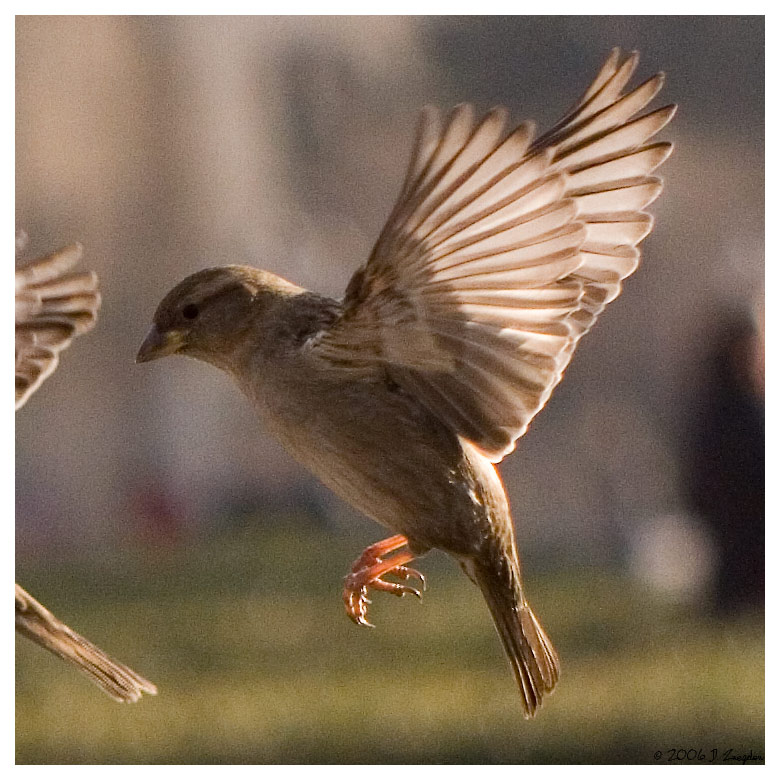 photo "Slow Motion" tags: nature, travel, Europe, wild animals