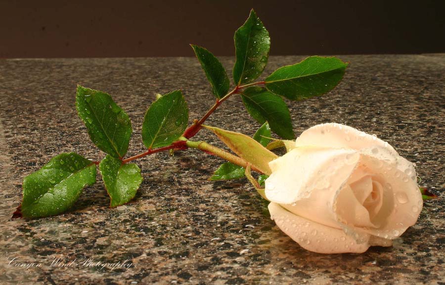 растения эфемеры пустыни. растение цветущее в песке вертикальные. пустыня анза боррего калифорния. Flower surround. цветы пустыни каракум.