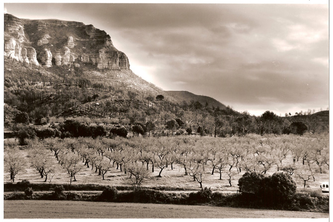 photo "almond field" tags: landscape, 