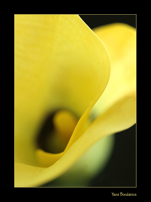 photo "***" tags: nature, macro and close-up, flowers