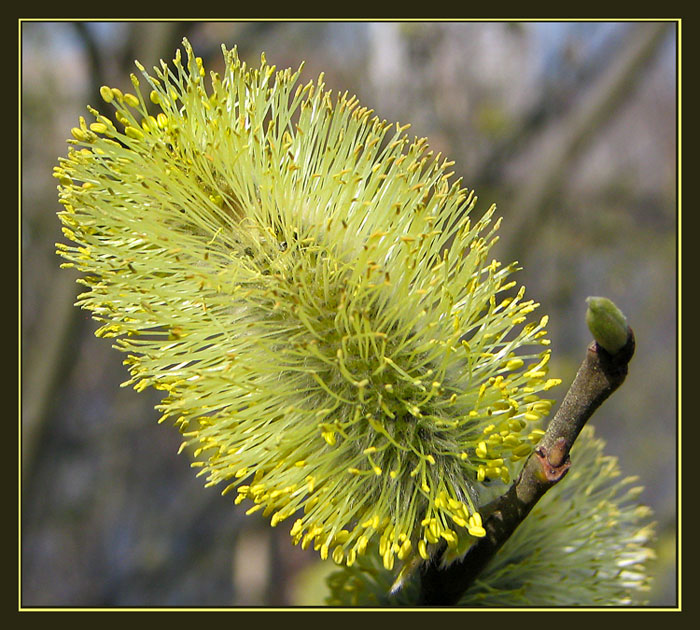 photo "Because Spring!" tags: nature, macro and close-up, flowers