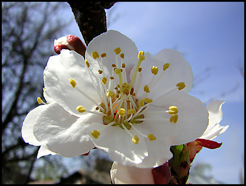 photo "Spring" tags: nature, flowers