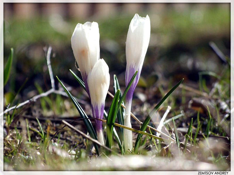 photo "Snowdrop" tags: nature, still life, flowers