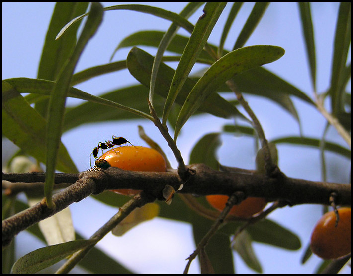 photo "***" tags: nature, insect