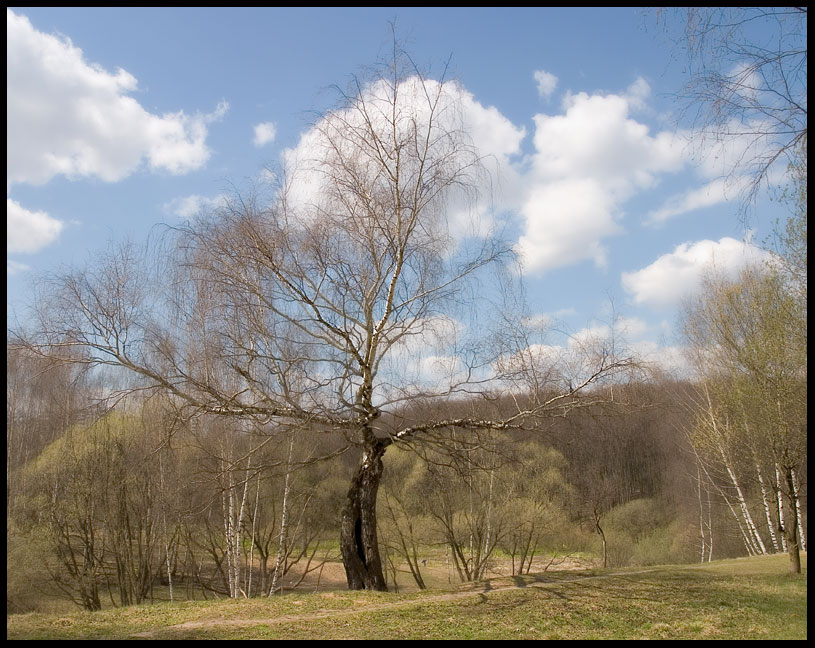 фото "Дерево, которого нет..." метки: пейзаж, лес