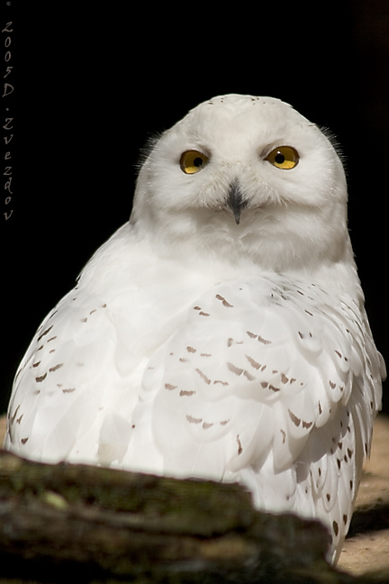 photo "Snow White" tags: nature, travel, Europe, wild animals