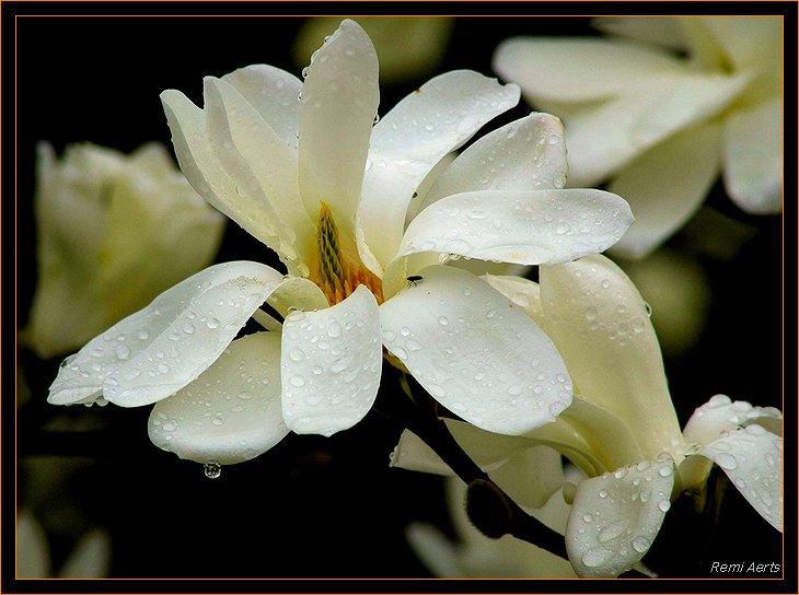 photo "first of spring" tags: nature, macro and close-up, flowers