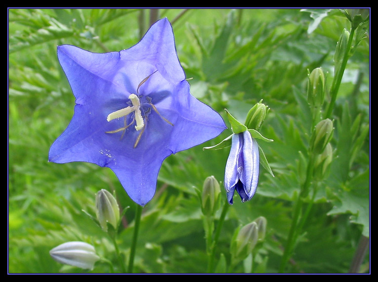 photo "***" tags: nature, flowers