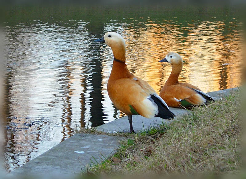 фото "Ducks" метки: природа, пейзаж, вода, дикие животные