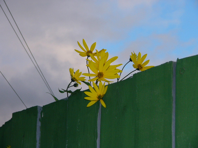 фото "Навстречу свободе" метки: природа, жанр, цветы