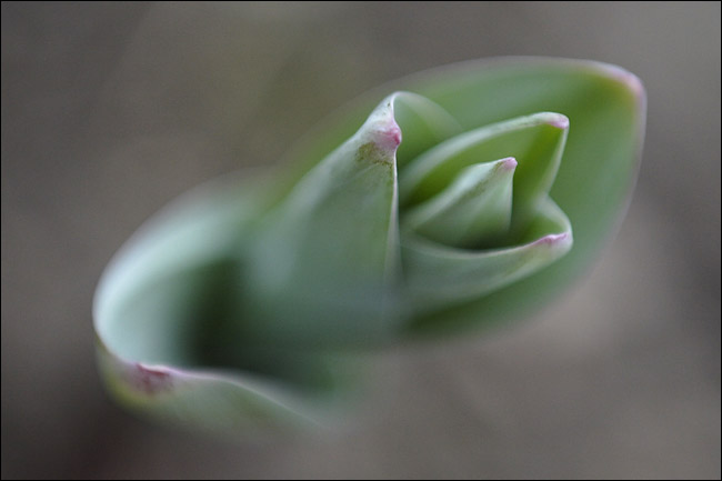 photo "the sprout" tags: macro and close-up, 