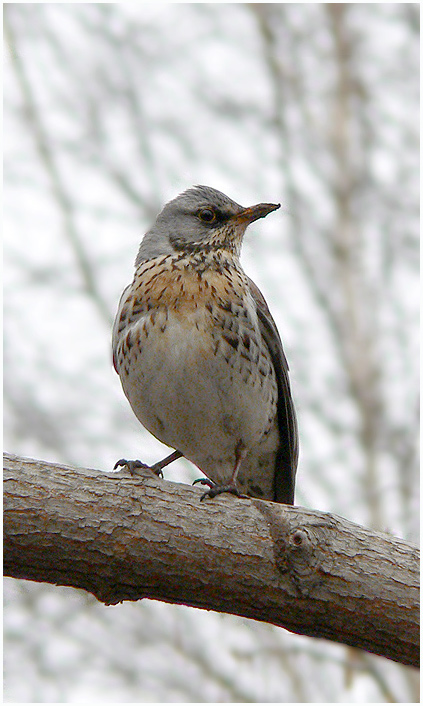 photo "Spring fieldfare portrait" tags: nature, wild animals